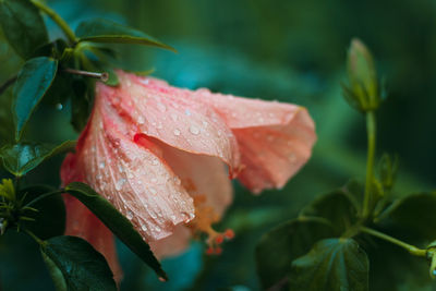 Close-up of wet red flower blooming outdoors