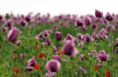 Close-up of pink flowering plants on field