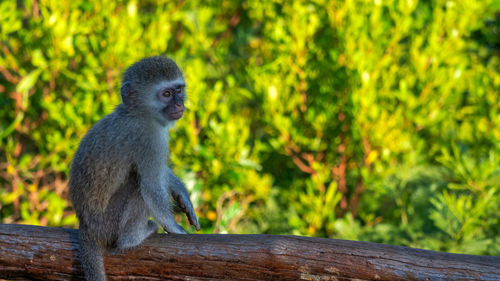 Monkey sitting on tree