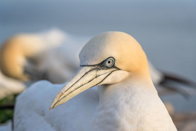 Close-up of a bird