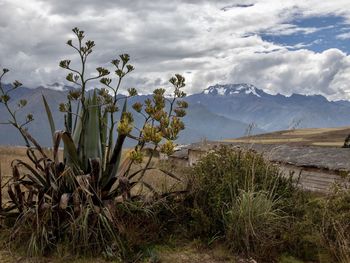 Plants growing on field against sky