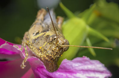 Close-up of insect on purple flower