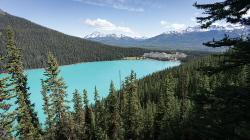 Scenic view of pine trees by lake against sky