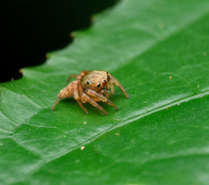 Close-up of spider on leaves