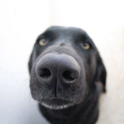 Close-up of dog