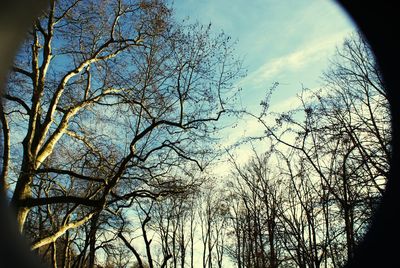 Low angle view of bare trees against sky