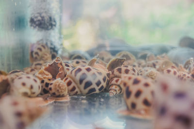 Close-up of turtle in sea