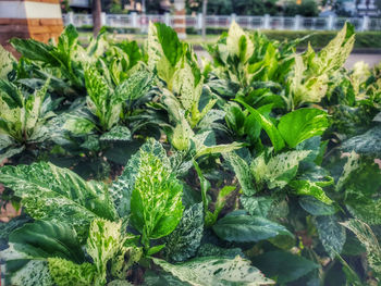 Close-up of fresh green plants