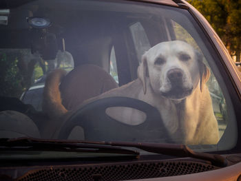 Portrait of dog relaxing in car