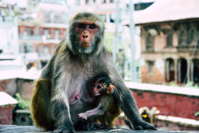 Close-up of mother and baby monkey