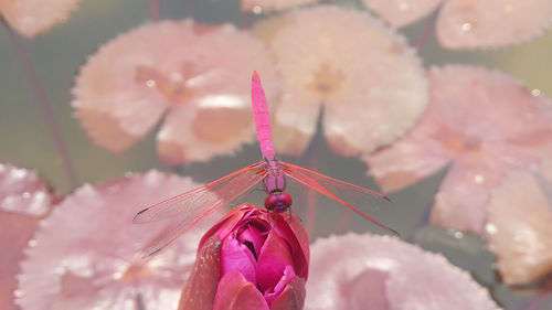 Close-up of insect on pink flower