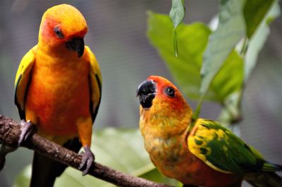 Parrot couple