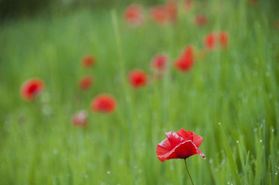 Close-up of red poppy flowers blooming in field