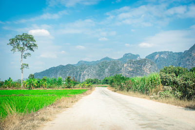 Dirt road amidst plants and trees against sky