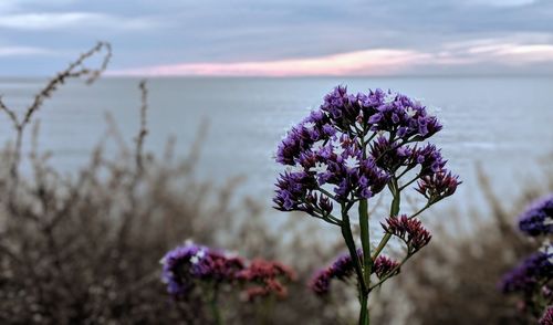 Close-up of plant against sea