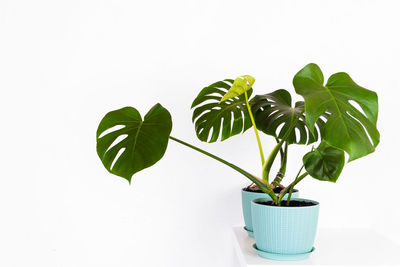 Close-up of potted plant against white background