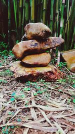 Hay on barbecue grill