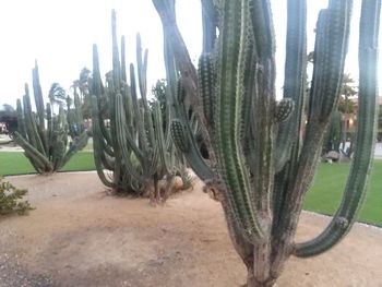 Close-up of cactus growing on field against sky