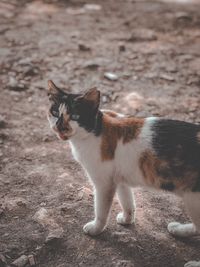 Cat looking away on field