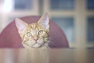 Cheeky ginger cat looking curious on the table.