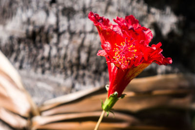 Close-up of red hibiscus flower