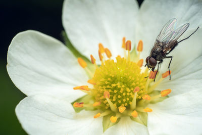 Close-up of insect on flower