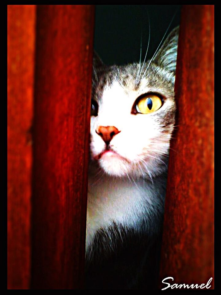 domestic cat, animal themes, cat, one animal, feline, pets, domestic animals, whisker, close-up, portrait, looking at camera, animal head, indoors, bird, focus on foreground, mammal, animal eye, front view, auto post production filter, staring