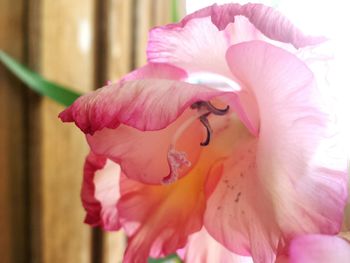 Close-up of pink rose