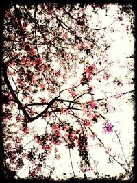 Low angle view of pink flowers