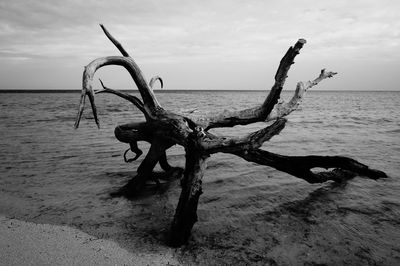 Driftwood on beach