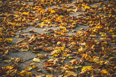 Close-up of fallen maple leaves during autumn