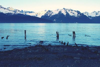 Swans swimming in lake during winter
