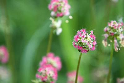 Close-up of pink flowering plant