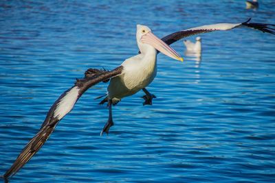 Pelican on lake