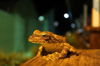 Close-up of a frog