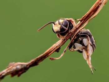 Close-up of insect on twig