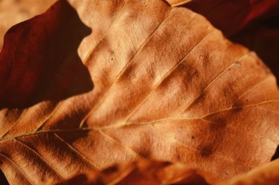 Close-up of dried autumn leaves