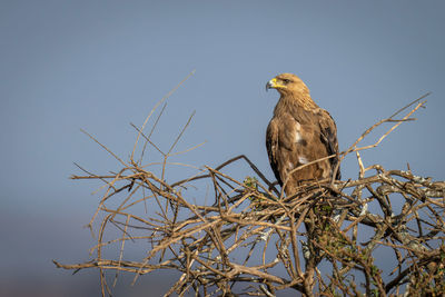 Tawny eagle on