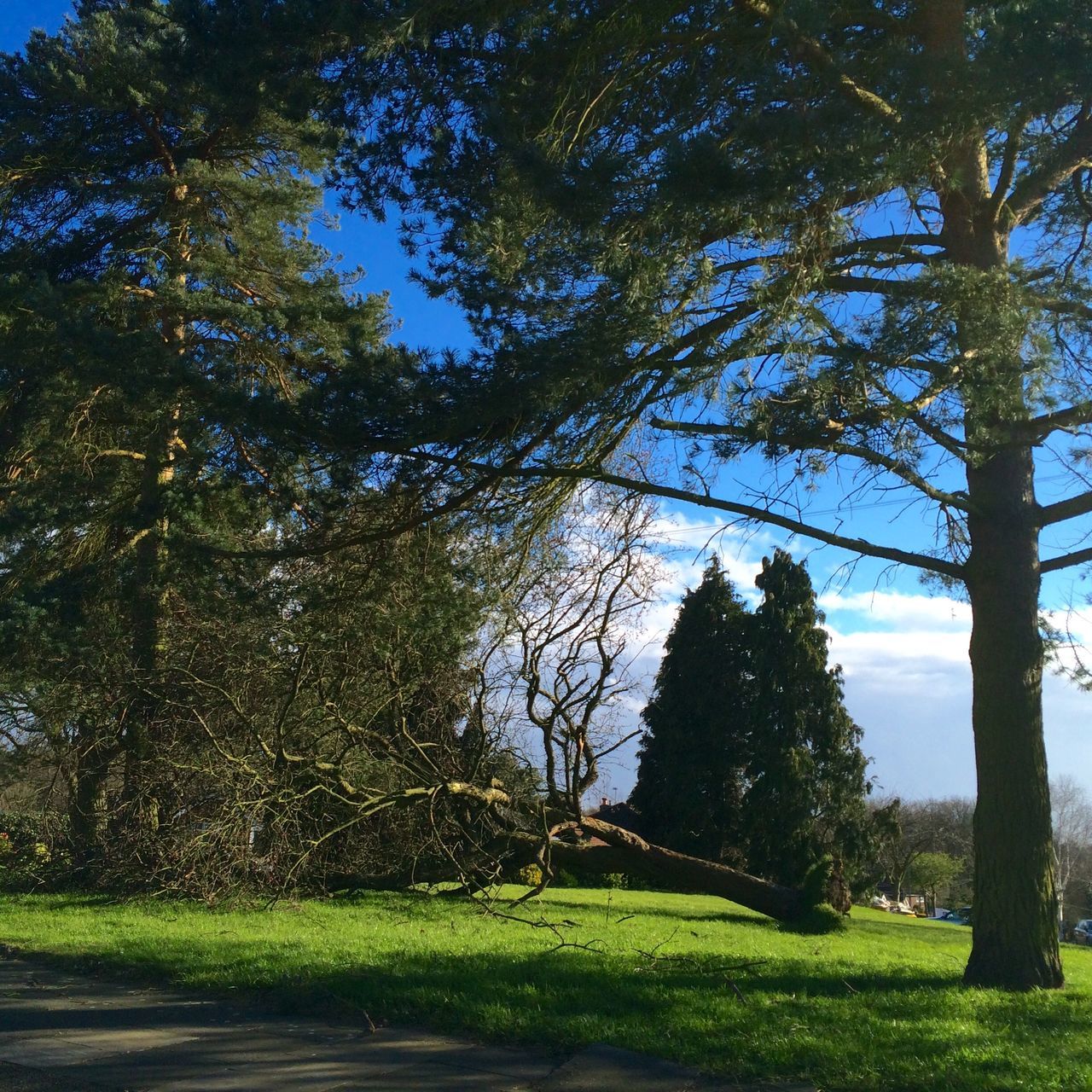 tree, green color, growth, grass, tranquility, tree trunk, nature, tranquil scene, branch, beauty in nature, park - man made space, sunlight, field, scenics, sky, green, landscape, day, shadow, park