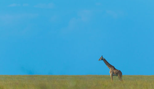 View of horse on field against sky