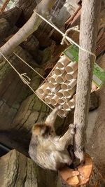 animal themes