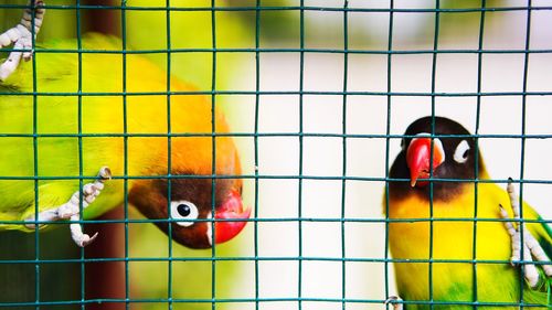 View of parrot in cage