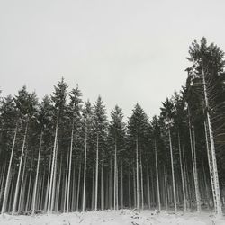 Low angle view of trees