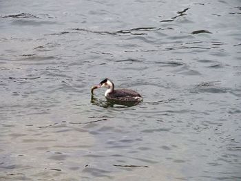 High angle view of duck swimming on lake