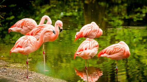 Flamingos in lake