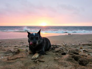 View of dog on beach during sunset