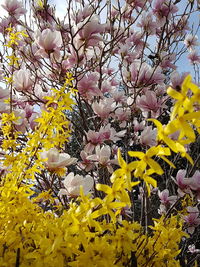 Close-up of yellow flowers growing on tree