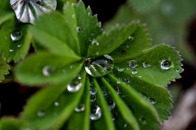 Close-up of raindrops on leaf