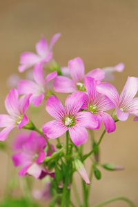 Close-up of pink flowering plant