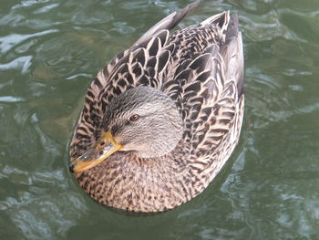 High angle view of duck swimming in lake